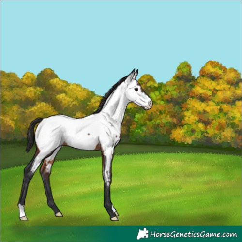 Horse Color:Brown Appaloosa 