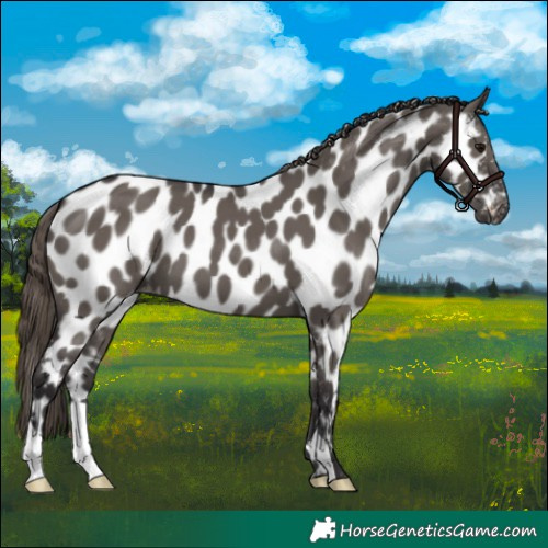 Horse Color:Smoky Grullo Appaloosa 