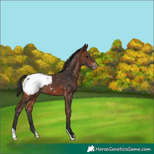 Horse Color:Brown Appaloosa 