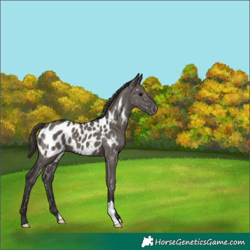 Horse Color:Smoky Grullo Appaloosa 