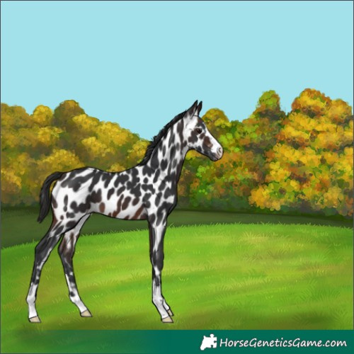 Horse Color:Brown Near Leopard