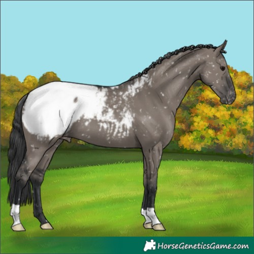 Horse Color:Grullo Appaloosa 