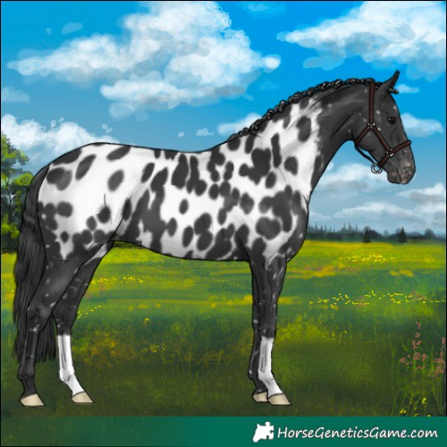 Horse Color:Black Near Leopard