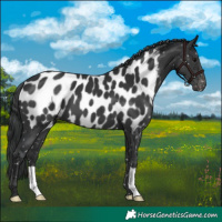 Horse Color:Black Near Leopard