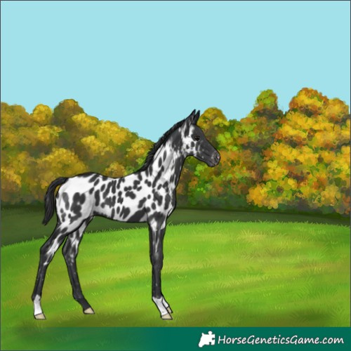 Horse Color:Black Appaloosa 