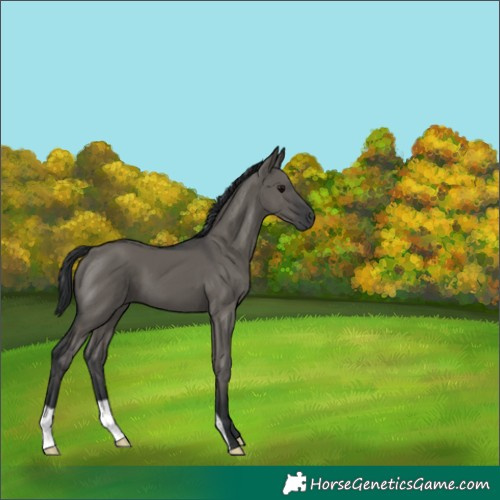 Horse Color:Grullo 