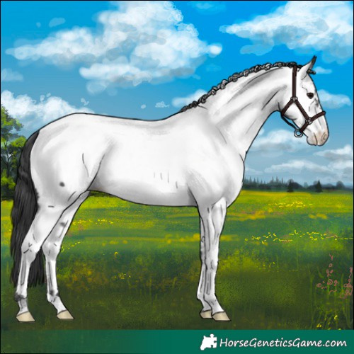 Horse Color:Black Appaloosa Rabicano 