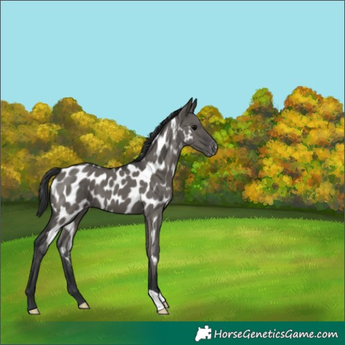 Horse Color:Grullo Appaloosa 
