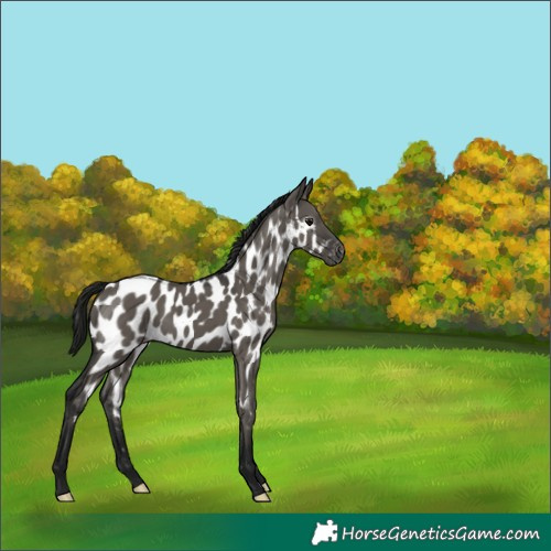 Horse Color:Gray Grullo Appaloosa