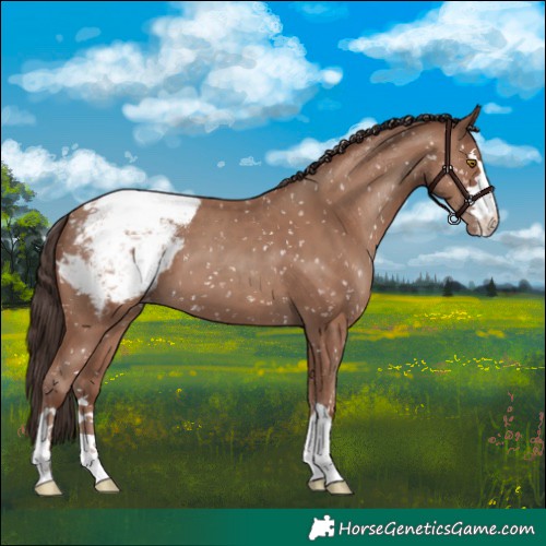 Horse Color:Classic Champagne Appaloosa 