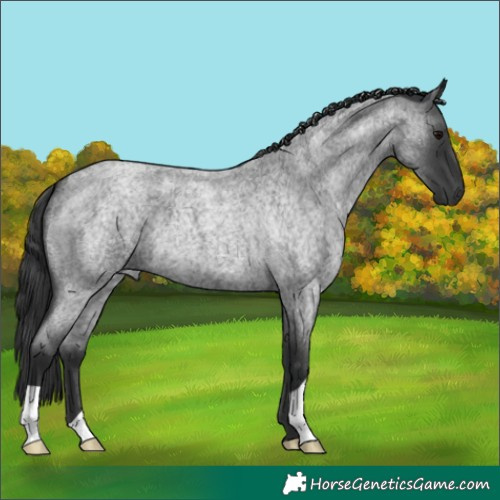 Horse Color:Blue Roan