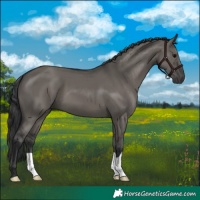 Horse Color:Grullo 