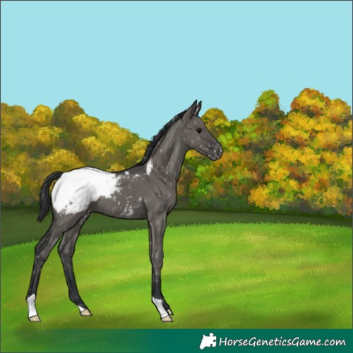 Horse Color:Grullo Appaloosa