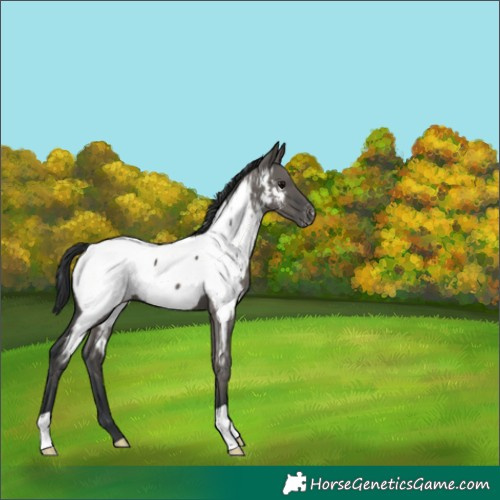 Horse Color:Grullo Appaloosa