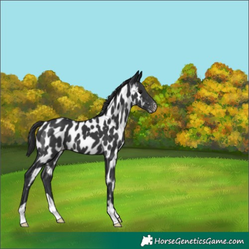 Horse Color:Black Appaloosa 