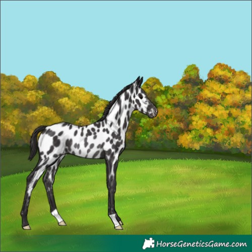 Horse Color:Smoky Black Appaloosa Rabicano 