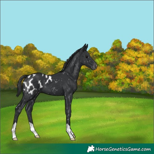 Horse Color:Black Appaloosa