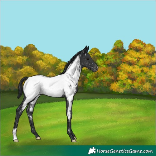 Horse Color:Black Near Fewspot Rabicano