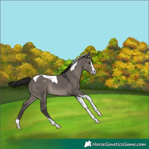 Horse Color:Smoky Grullo Tobiano Rabicano 