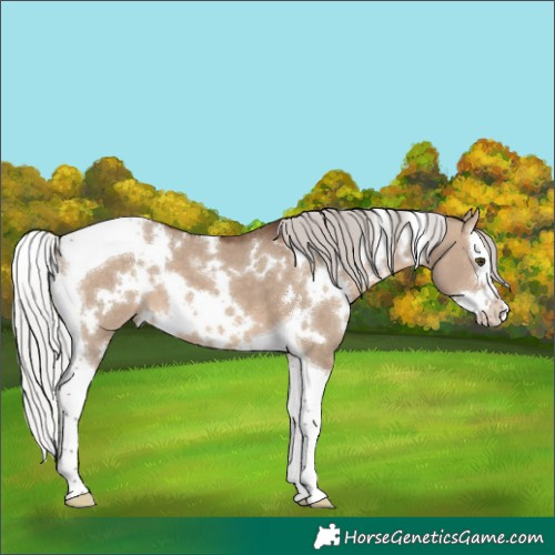 Horse Color:White Spotted Silver Brown Dun Splash Tobiano
