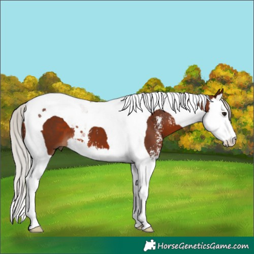 Horse Color:Silver Brown Sabino Splash Tobiano 