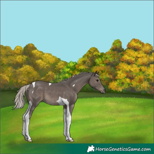 Horse Color:Silver Black Tobiano 
