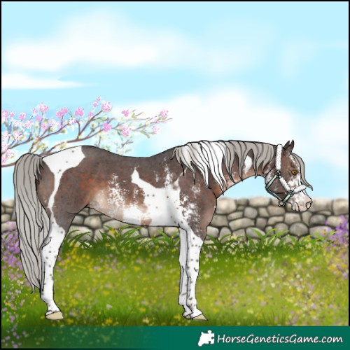 Horse Color:Silver Brown Sabino Tobiano