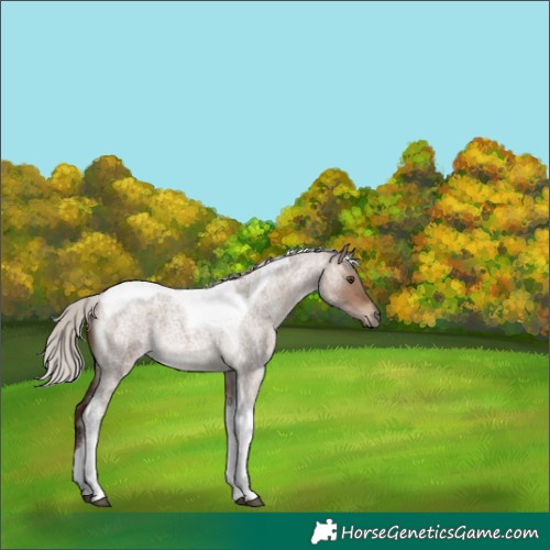 Horse Color:Silver Brown Roan Dun Tobiano 