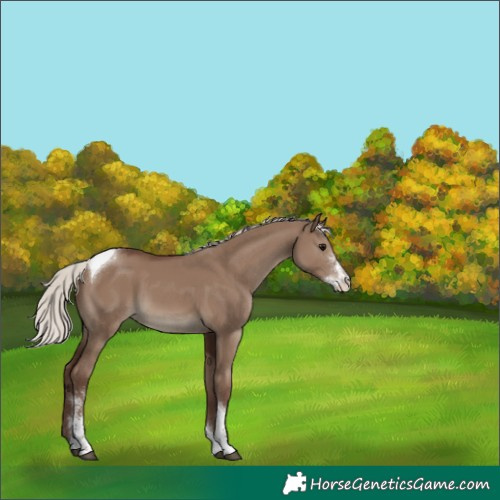 Horse Color:Silver Grullo Sabino Tobiano 