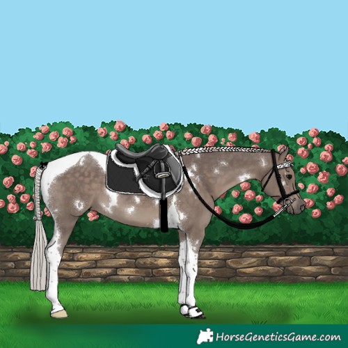 Horse Color:White Spotted Silver Black Tobiano