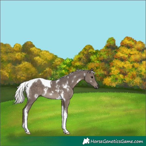 Horse Color:White Spotted Silver Black Tobiano 