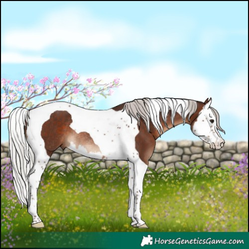 Horse Color:Silver Brown Splash Tobiano Rabicano 