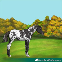 Horse Color:White Spotted Smoky Black Appaloosa