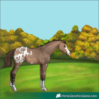 Horse Color:Bay Dun Appaloosa 