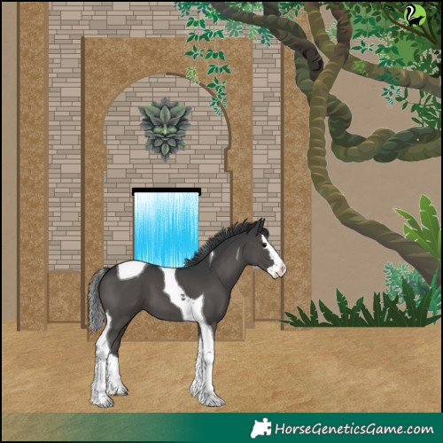 Horse Color:Black Splash Tobiano