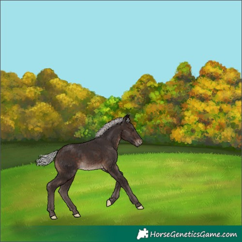 Horse Color:Silver Brown Mushroom 