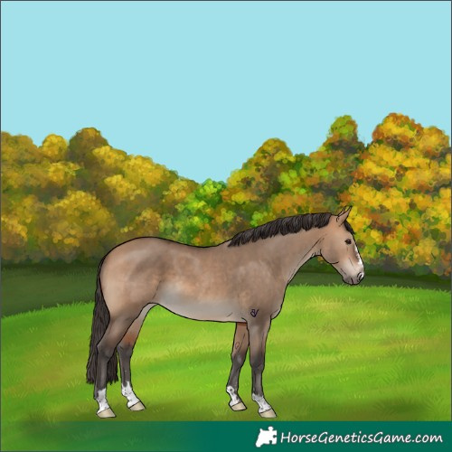 Horse Color:Bay Dun 