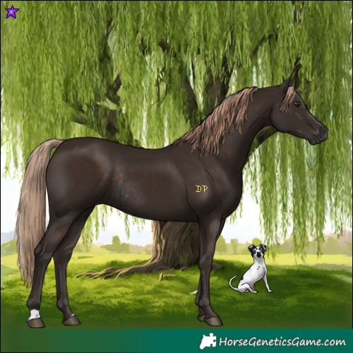 Horse Color:Liver Chestnut Rabicano