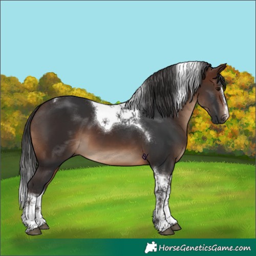 Horse Color:Brown Tobiano 