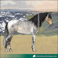 Horse Color:Buckskin Roan Tobiano 