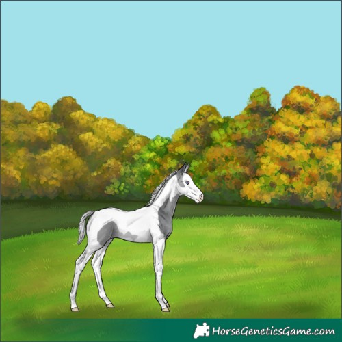 Horse Color:Silver Bay Chinchilla Splash Tobiano 