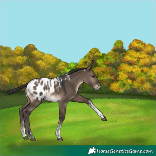 Horse Color:Powder White Brown Dun Appaloosa 