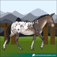 Horse Color:Powder White Brown Dun Blanket 
