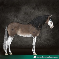 Horse Color:Brown Dun Splash 