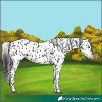 Horse Color:Black Appaloosa 