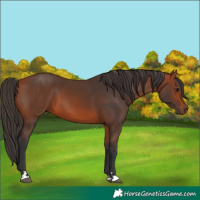 Horse Color:Bay 