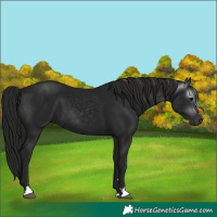 Horse Color:Gray Black 