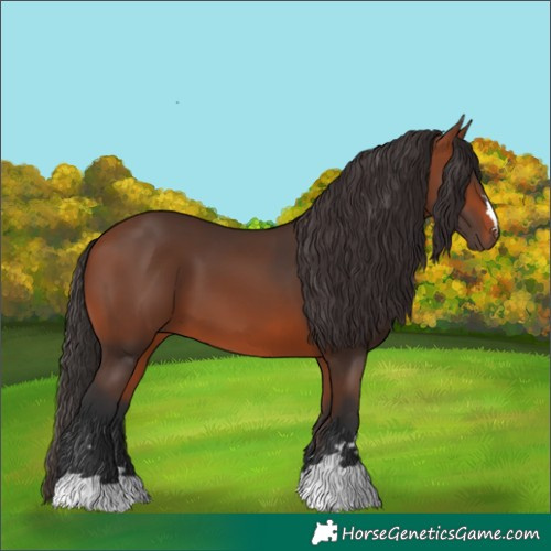 Horse Color:Bay 
