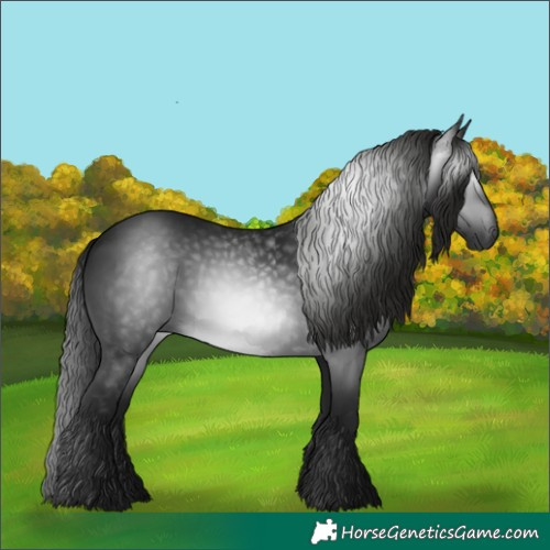 Horse Color:Gray Black
