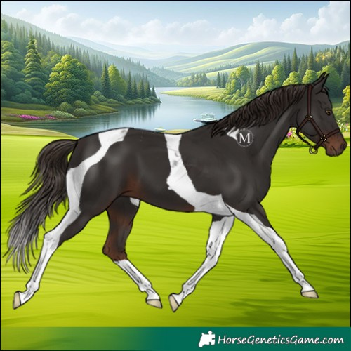 Horse Color:Liver Chestnut Tobiano 